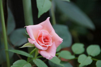 DSC00051.JPG