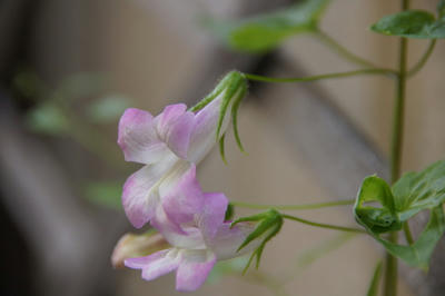 DSC00124.JPG