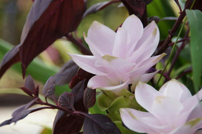 DSC00202.JPG