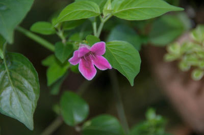 DSC00320.JPG