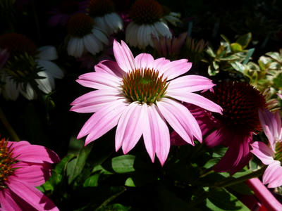P1100348.JPG