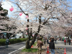 桜,お花見,桜とSL,主婦の日常,