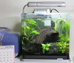 めだか,メダカ,水槽,濾過機,メダカの飼い方,メダカ用飼育セット,テトラ,Tetra,水草,アマゾンソード,ヤマトヌマエビ,水槽 テトラ　ＲＧ―３０ＨＬ,自動リセット型　空焚き制御機能　搭載！オートヒーターハイブリッジ　５０Ｆ（保証印）,通販,販売,購入,レビュー