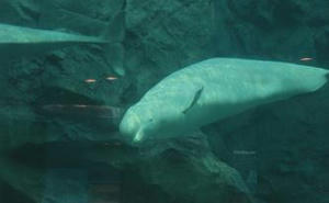 名古屋港水族館,デート,夫婦,日帰り旅行,水族館,イルカ,ベルーガ,シロイルカ,イワシの群れ,鰯の群れ