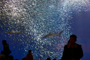 名古屋港水族館,デート,夫婦,日帰り旅行,水族館,イルカ,ベルーガ,シロイルカ,イワシの群れ,鰯の群れ