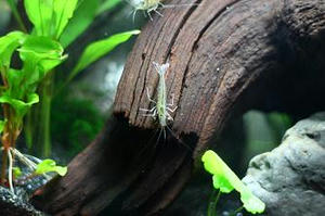 ヤマトヌマエビ,メダカの飼い方,メダカ飼育,アクアリウム,めだか,ヤマトシュリンプ,水草,写真,デジタル一眼レフ,通販,販売,購入,ヤマトヌマエビの飼い方,水槽,飼育日記