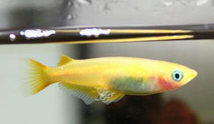 メダカの飼育,アクアリウム,緋めだか,水槽,ヤマトヌマエビ,メダカの産卵,対処,テトラ,通販,販売,購入,飼育日記,写真,餌,メダカのえさ,ヤマトヌマシュリンプ