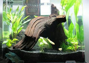 水槽,メダカの飼育日記,緋めだか,アクアリウム,アマゾンソード,観賞魚,プレコ,シンガポールプレコ,ヤマトヌマエビ,ヤマトシュリンプ,メダカの飼い方,産卵,通販,購入,販売