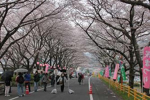 大井川鉄道,桜,写真,静岡おでかけ,花見スポット,おすすめ,キャノン,イオス,キスX3,canon EOS kissX3