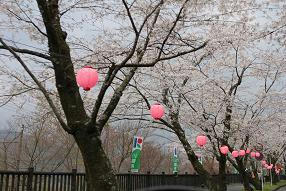 大井川鉄道,桜,写真,静岡おでかけ,花見スポット,おすすめ,キャノン,イオス,キスX3,canon EOS kissX3