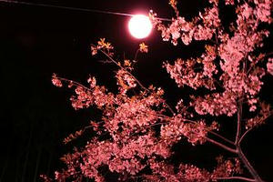 大井川鉄道,桜,写真,静岡おでかけ,花見スポット,おすすめ,キャノン,イオス,キスX3,canon EOS kissX3