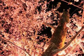 大井川鉄道,桜,写真,静岡おでかけ,花見スポット,おすすめ,キャノン,イオス,キスX3,canon EOS kissX3