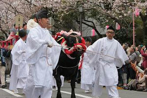 静岡まつり,静岡祭り,にしきのあきら,桜,花見,駿府城,デジタル一眼レフ,撮影,カメラ