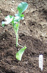 20101008111530.jpg