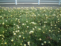 DSCF0020.JPG