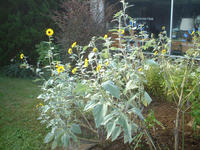 DSCF0021.JPG