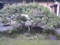 SN3E0218.JPG