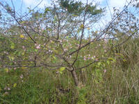 PAP_0007.JPG