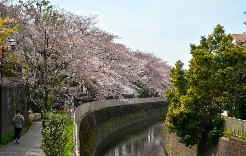 桜 in 2014 at 神田川沿い、小石川後楽園
