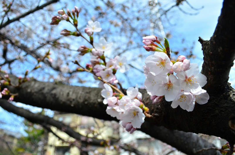桜 in 2014 at 神田川沿い、小石川後楽園