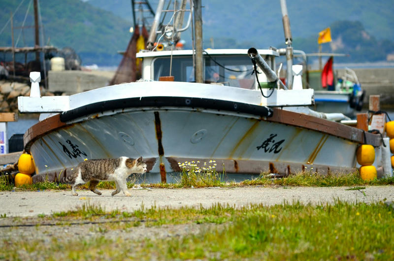 はじめて猫島に行ってきた