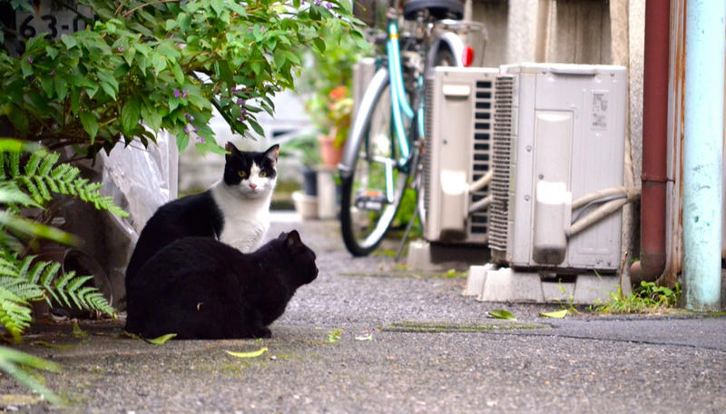 野良にゃんこ探し、谷中にて