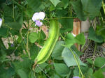 20080912_mame1.JPG
