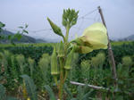 20080912_okura.JPG