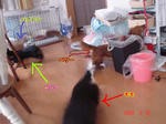 07d46207jpeg