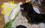 DSC02438.JPG