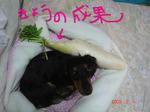 DSC02440.JPG