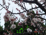 DSC02593.JPG