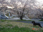 DSC02919.JPG