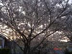 DSC02923.JPG