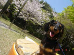 DSC02971.JPG