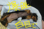 DSC03488.JPG