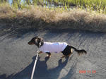 DSC04411.JPG