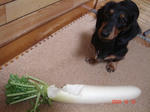 DSC04600.JPG