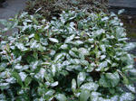 DSC01162.JPG