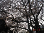 DSC05346.JPG