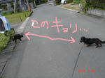 DSC05550.JPG