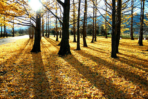20091117.jpg