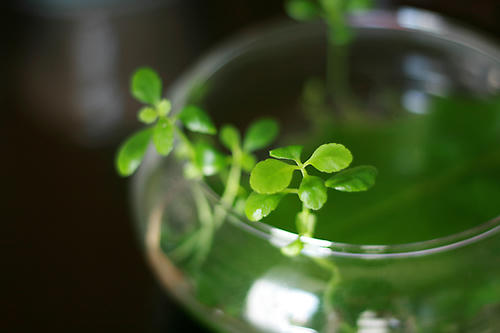 20100129.jpg