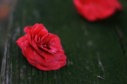 20100517.jpg