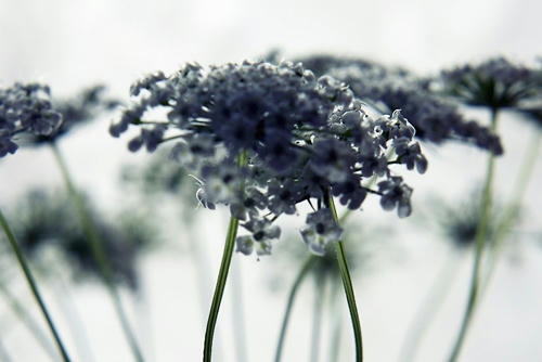 20100729.jpg
