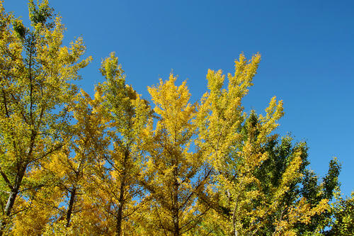 20101109_1.jpg
