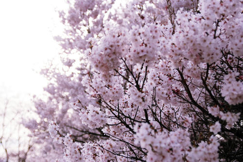20110419.jpg