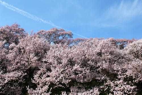 20110420_2.jpg