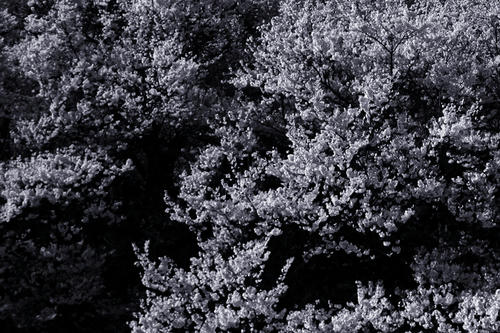 20110421_2.jpg