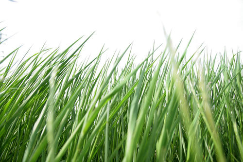 20110522.jpg